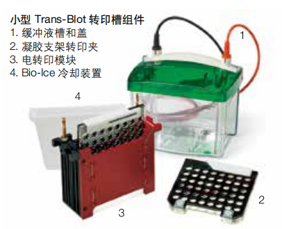 美國伯樂 雙向電泳系統（電轉印系統）